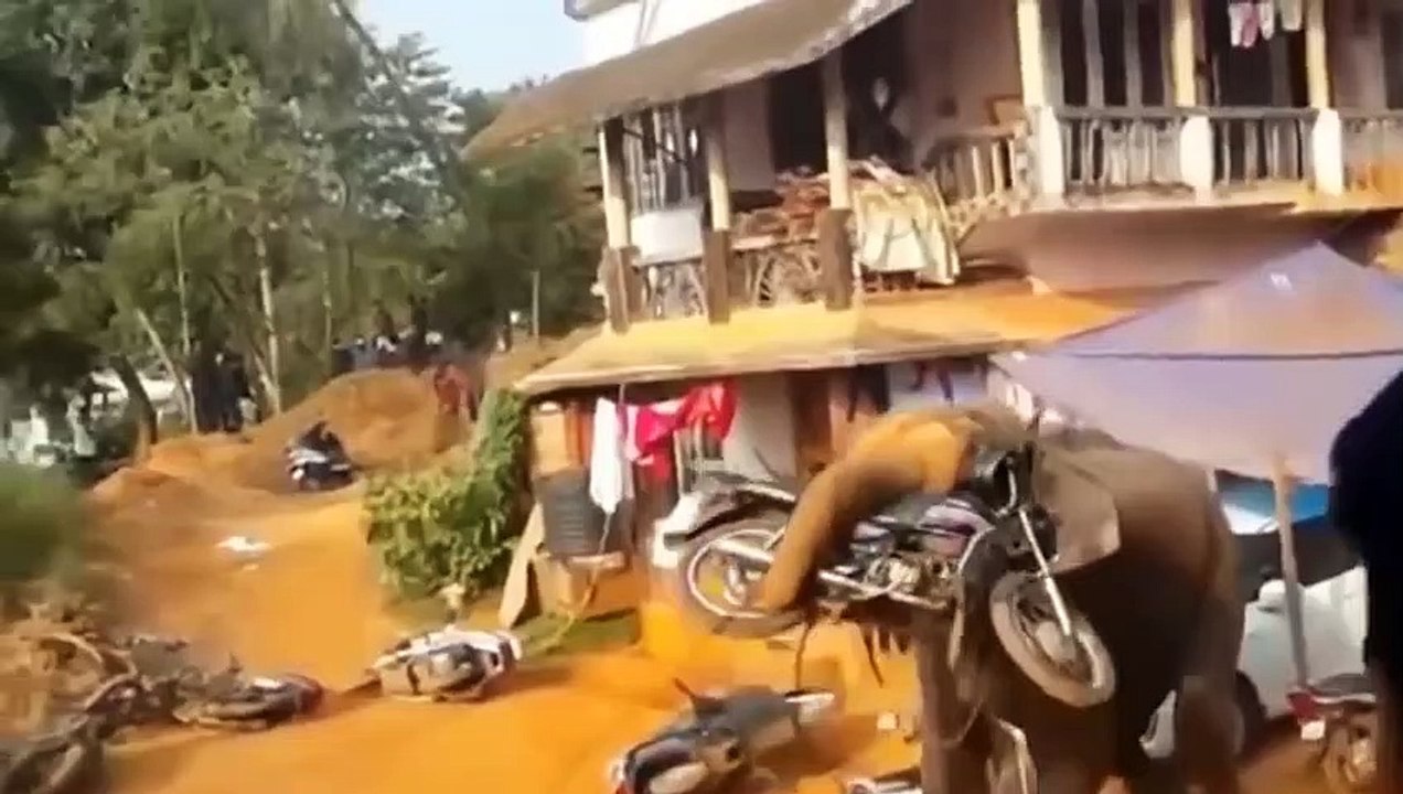 Top 10 des attaques d'animaux sur des voitures prises en photo