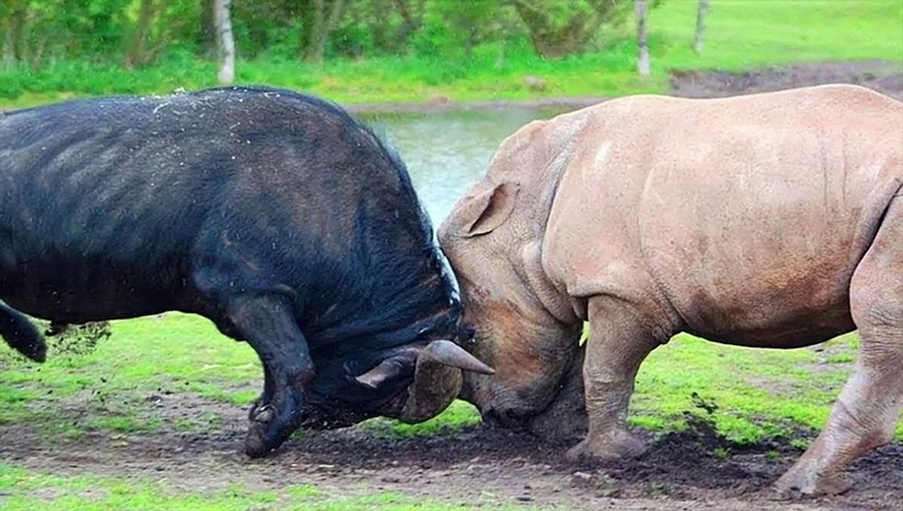 15 Extreme Wild Animal Fights Caught On Camera - video Dailymotion