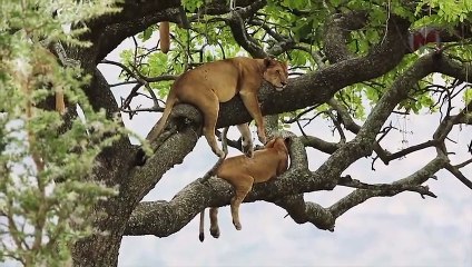 10 fois où les animaux se sont trompés avec le MAUVAIS adversaire !