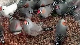 Zebra Finches Eating Food