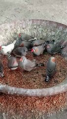 Zebra Finches Eating Food