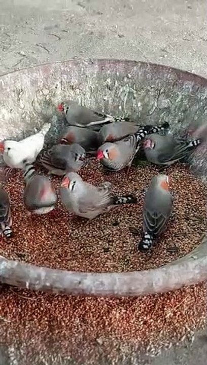 Zebra Finches Eating Food