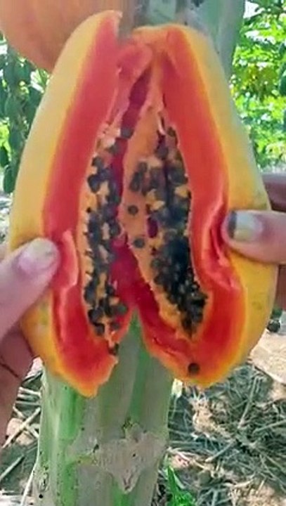 Ajab papaya
