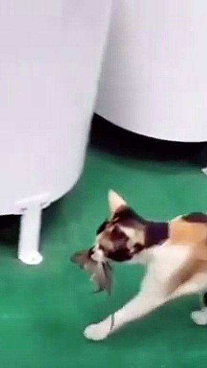 magical.video