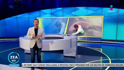 Manatí sorprende a turistas en balneario de Campeche