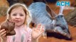 Easter Bilbies: Moves to protect the 'Aussie Easter bunny'