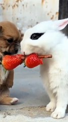 Dogs love hen ! Animals and pets Love.