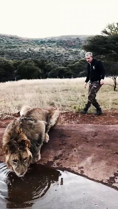 Scaring a Lion