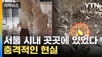 [자막뉴스] 주택가 계단·나무 밑에 '마약 던지기'...463곳 은닉한 배송책 기소 / YTN