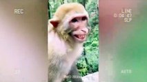 Laugh a Lot With The Funny Moments Of Monkeys _ Pets Island