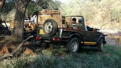 वन विभाग ने गाइड, चालक व जिप्सी पर लगाया प्रतिबंध