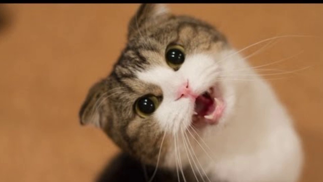 Cats funny video part 1