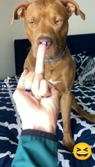 este-video-te-sorprendera-dogs-husky-pitbull-poodle-pastor-belga-#shorts