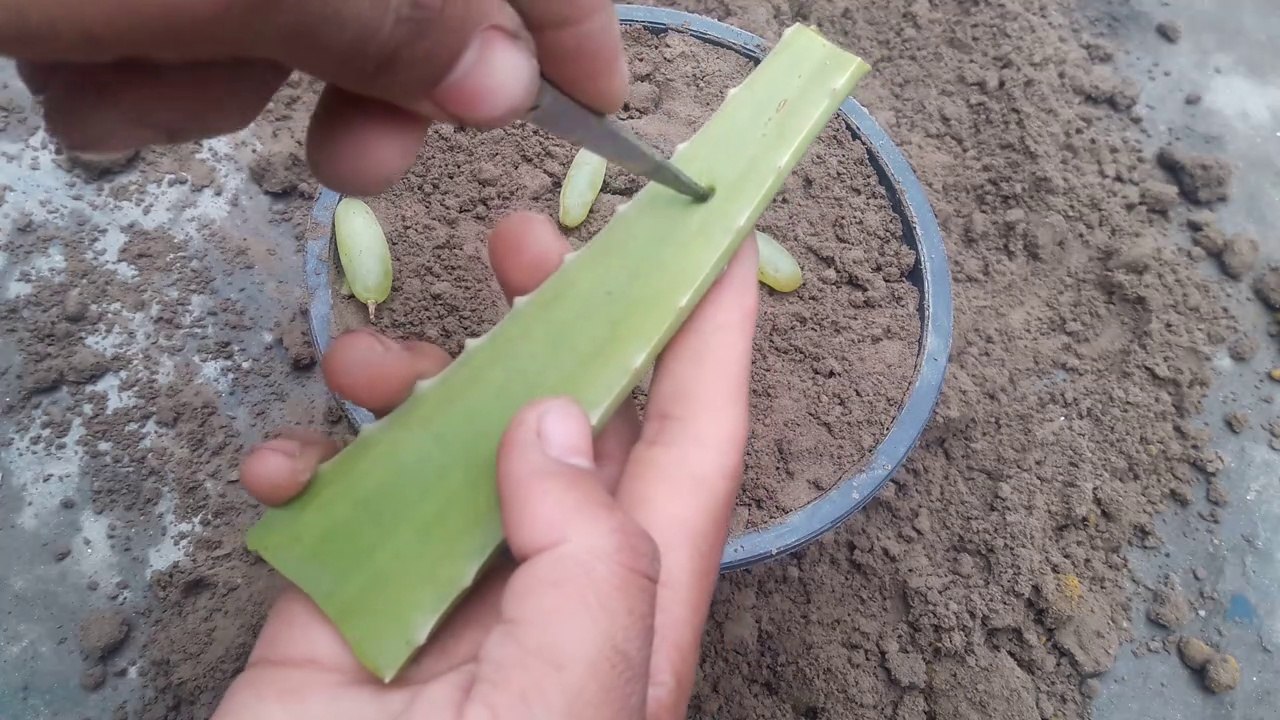 How to Grow grapes tree from grapes.  #Growgrapes #gardeningcare