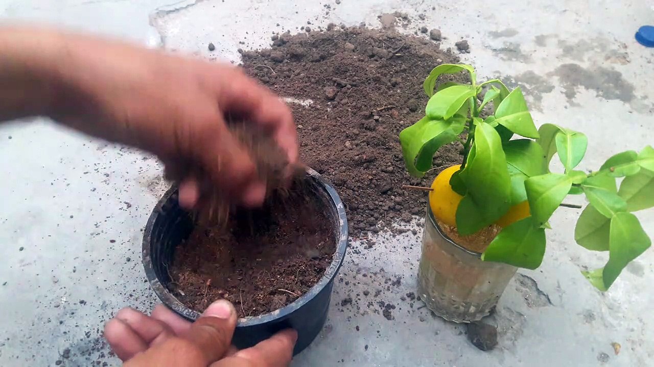 Grow Lemons from Lemon's fruit. | 1000% Success.   #GrowLemons   #gardeningcare