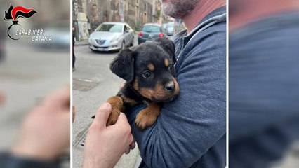 Il cucciolo “Dante” a difesa del fortino della droga a Catania