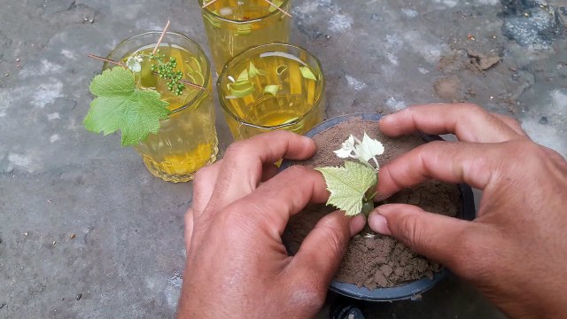 Grow grapes tree from grapes. #grapes #gardeningcare