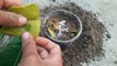 How to grow guava trees from guava leaves - With 1000% Success  #guava
