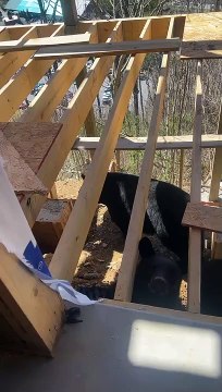 Beary New Visitors At The Job Site