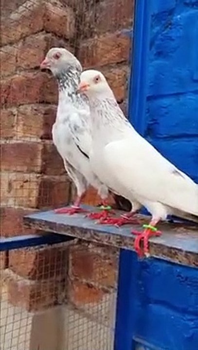 High Resulted Golden Breeder Pair Flying Timing 8 to 12 Hours -Pigeons Gallary #Pakistanipigeons #golden