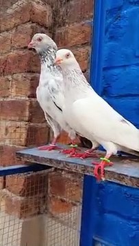 High Resulted Golden Breeder Pair Flying Timing 8 to 12 Hours -Pigeons Gallary #Pakistanipigeons #golden