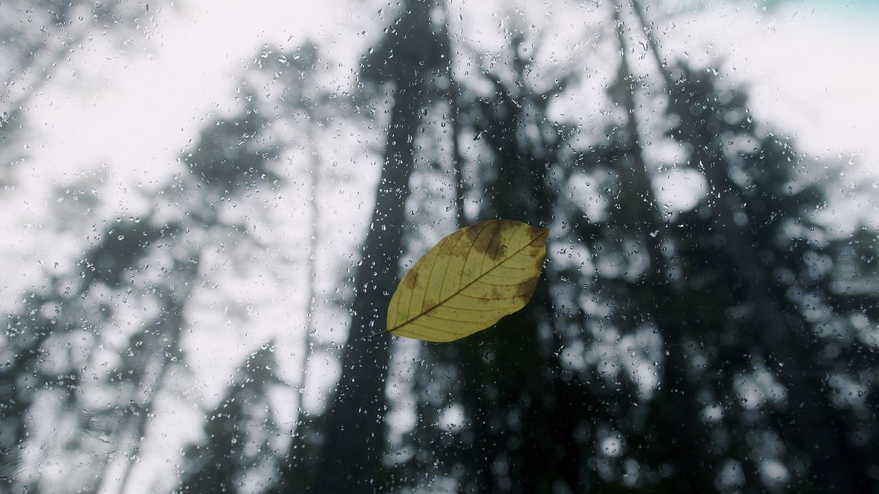 Spring weather coming in the forest.