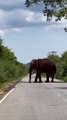 Elephant Blocks The Way