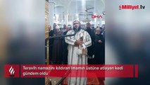 Teravih namazını kıldıran imamın üstüne atlayan kedi gündem oldu