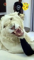 Roar of King's Lions