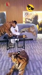 Playing with three tigers