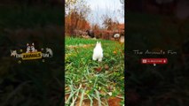 Cute BunniesThat's l've found on TikTok| Cute Bunny Eating Carrot️