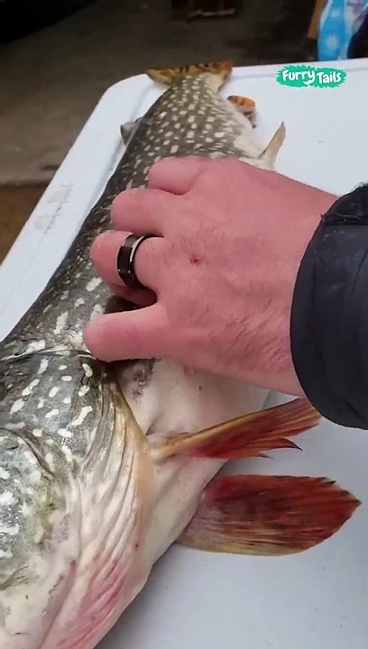 Quelque chose bouge dans le ventre d'un poisson fraichement pêché