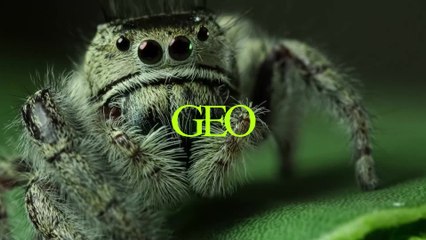 France : plus d’une araignée sur 10 menacée d’extinction