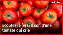 Le cri de la tomate existe, des chercheurs l'ont identifié