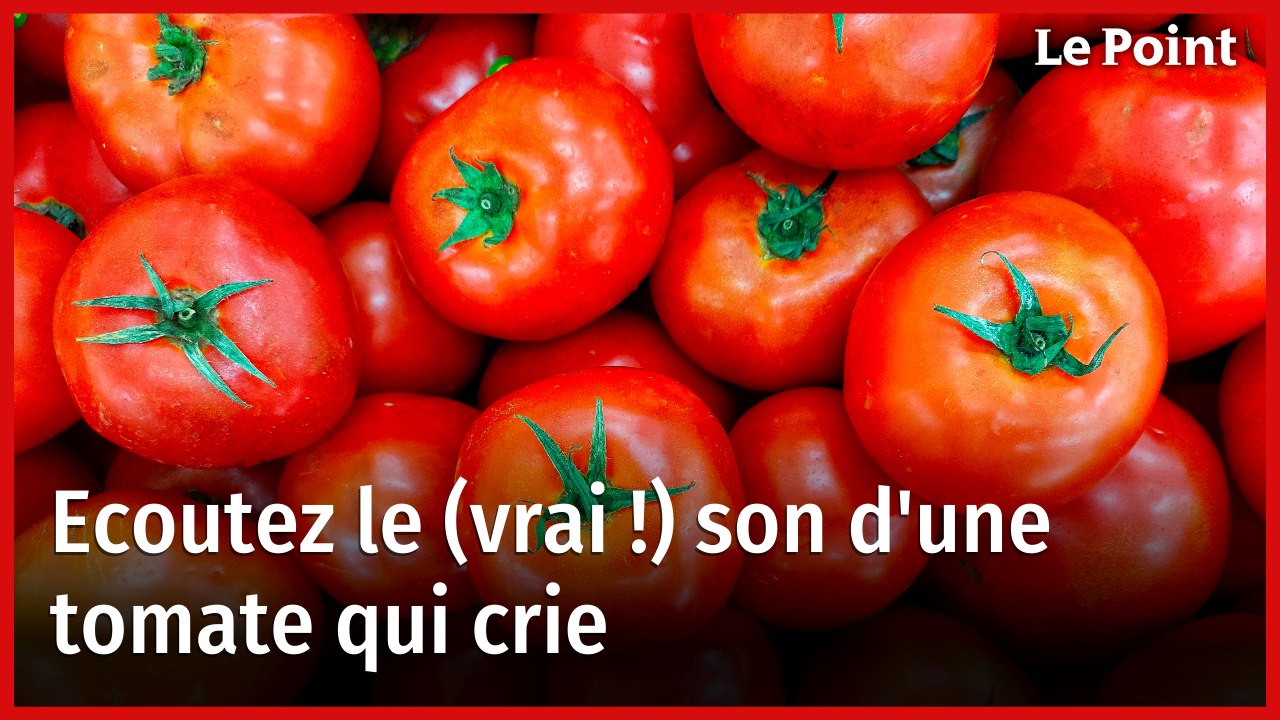 Le cri de la tomate existe, des chercheurs l'ont identifié