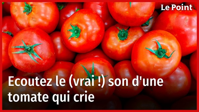 Le cri de la tomate existe, des chercheurs l'ont identifié