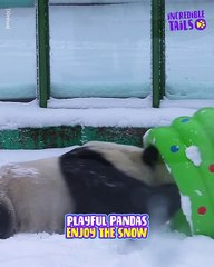 This Panda loves playing in the snow !!!