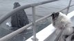 Unlikely Friendship: Dog meets a friendly Whale in the ocean!