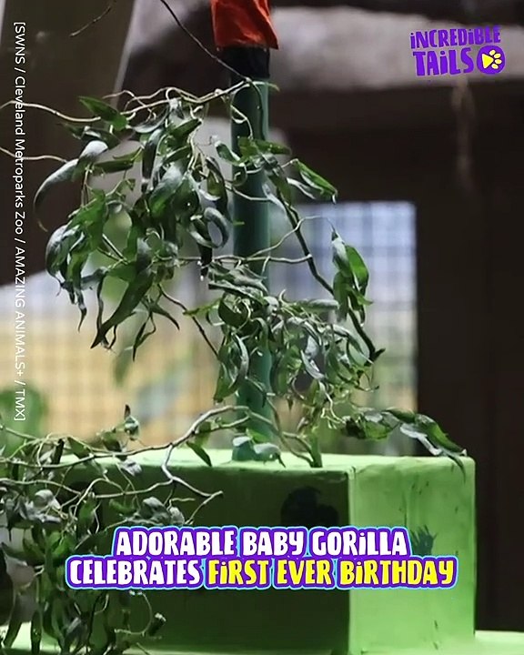 Adorable Baby Gorilla celebrates its first Birthday with family and friends!