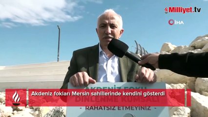 Akdeniz fokları Mersin sahillerinde kendini gösterdi