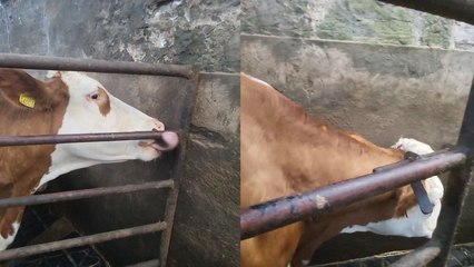 Moo-ve Over, Humans: Cow Uses Tongue to Escape Pen
