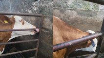Moo-ve Over, Humans: Cow Uses Tongue to Escape Pen