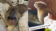 Meet Pumpkin, the World's Most Adorable Capybara!