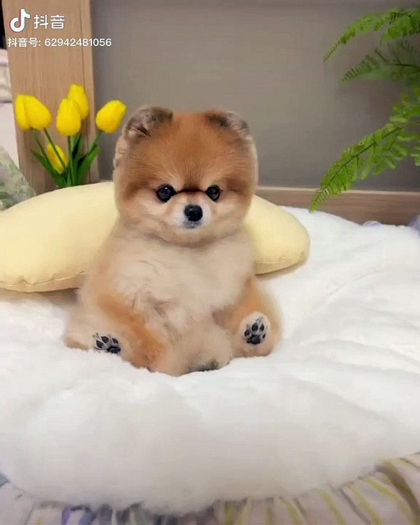 cat sounds to attract cats,cat sounds,cat meowing to attract cats,cats,cat sound,sounds that attract