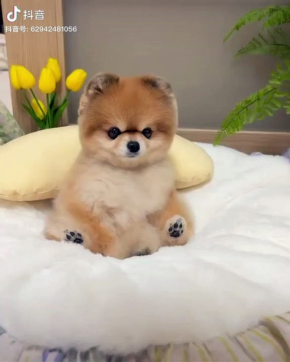 cat sounds to attract cats,cat sounds,cat meowing to attract cats,cats,cat sound,sounds that attract