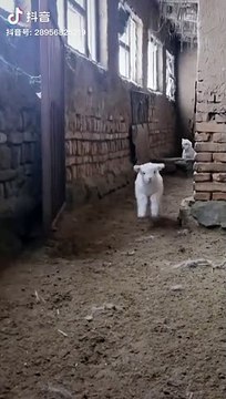 cute animals,tiktok,animals,funny animals,tiktok animals,reaction,reacting to the cutest animals on