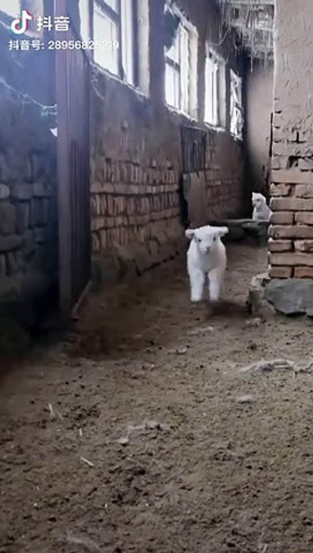 ⁣cute animals,tiktok,animals,funny animals,tiktok animals,reaction,reacting to the cutest animals on
