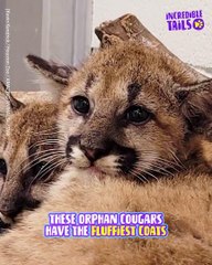 I Bet You've Never Seen A Cougar As Cute As This One !!!