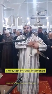 The cutest intruder intervened in Imam's Ramadan Prayer. Cat jumps on Imam's shoulder and tries to kiss him. While the Imam continued to recite the 'Taraweeh' prayer