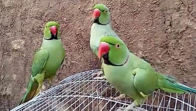 So amazing indian ringneck parrots talking video